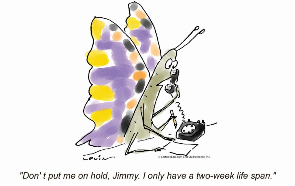 Don't put me on hold Jimmy. I only have a two-week life span.